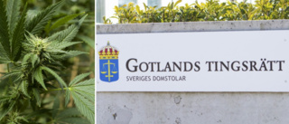 72-årig man döms för narkotikabrott • Visste inte att det var olagligt odla cannabis