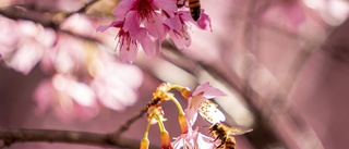 Hälften av insekterna borta på vissa platser