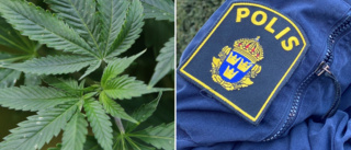 Odlade cannabis hemma • Poliser kände lukten • Döms för narkotikabrott