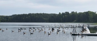 Kommunen om badbråket: Överkurs kratta gräsmattan från bajs