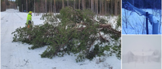 Stormfällda träd och trasiga elledningar