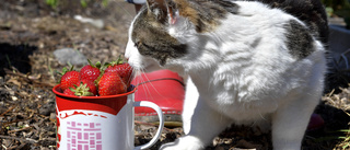 Håll fula gubbar borta från midsommarbordet