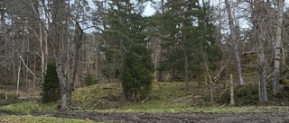 Nynäs naturreservat – än mer otillgängligt och farligt