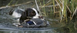 Jakt - ett samspel mellan hund och människa