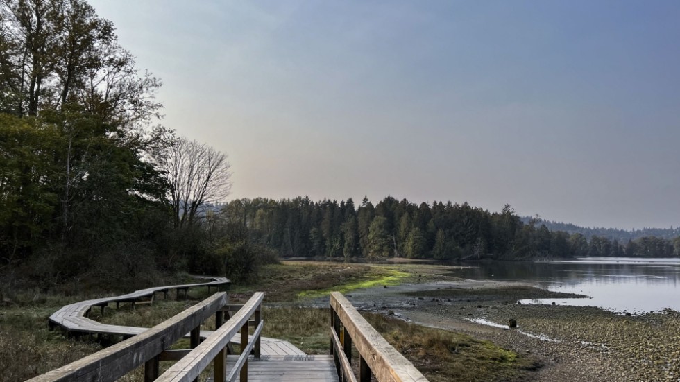 En vandringsled löper längs den torrlagda strandlinjen vid sjön i Port Moody.