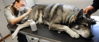 Distriktsveterinärerna satsar på större klinik