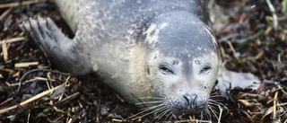 Seal pup hit on E4: police issue warning