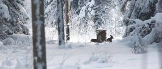 Stödutfodring hjälper rådjuren överleva