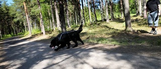 Rozz spårhunden – uppfostrad som en varg