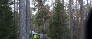 Efter alla strömavbrott: "Det är ett allvarligt läge" • Lantbrukare drabbades mitt i natten