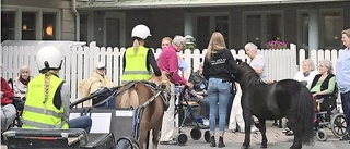 Hästar väckte minnen på Brogården