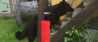 Hade premiär för hundsport