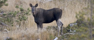 Uppmanar jägare att hålla extra koll