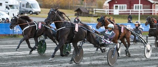 Tidig årspremiär på Skellefteåtravet