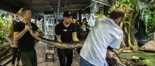 Se när gigantiska ormen flyttas: "Här matas de med spädgrisar"