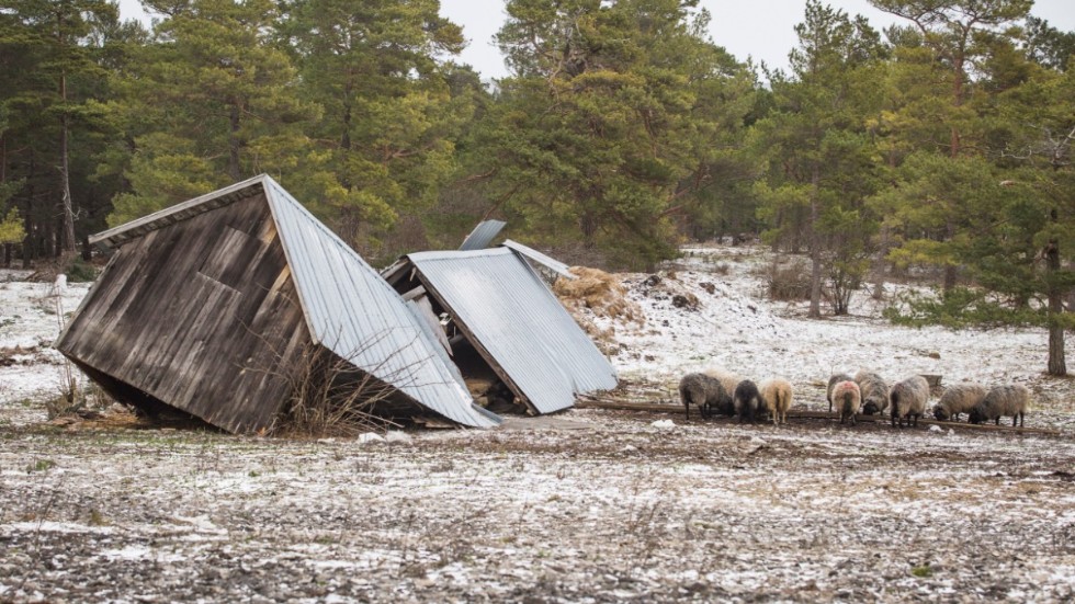 2019. Lammen var oerhört fundersamma kring varför Alfrida vält deras lador.