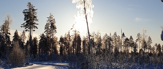 Läsarbilden: en solig dag i Norramark