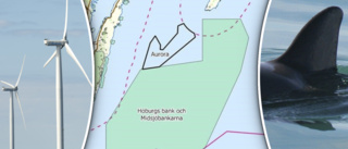 Gigantiska vindkraftsplaner upprör forskare