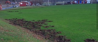 Se vildsvinens framfart på fotbollsplanen