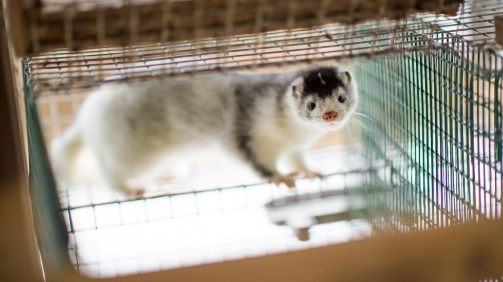Mink på en minkfarm på Listerlandet i Blekinge. Arkivbild.