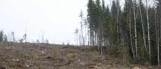 Viktigt att vi skyddar skogar med höga naturvärden