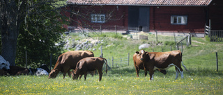 Så kan lokalt och eko gå hand i hand