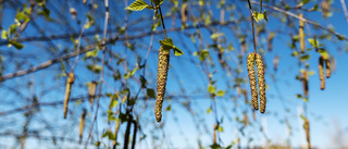 Pollen ökar känsligheten för covid-19