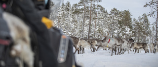 "Samebyarnas flyttväg för renarna – ett riksintresse"