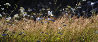 Låt gräset växa för insekternas skull