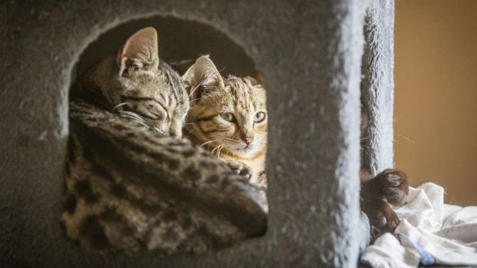 Länsstyrelsen beordrade om omhändertagande av katt, efter att ägaren lämnat djuret ensamt i nära en vecka. Arkivbild.