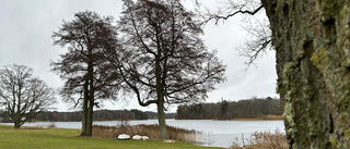 Här kan det bli en ny promenadslinga i Åtvidaberg