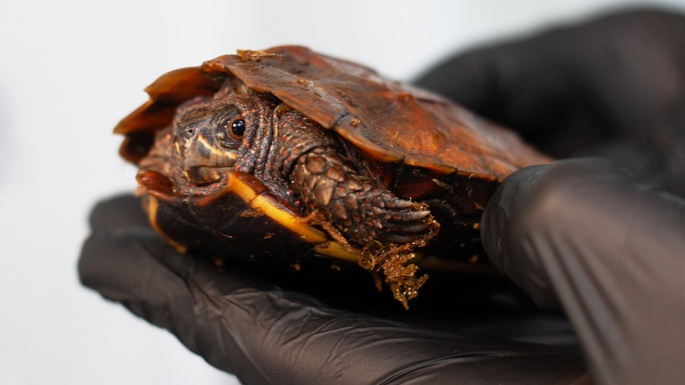 Lövsköldpaddorna som överlevde resan från Vietnam till Landvetter tas nu om hand i Tropicariums Rescue Center. Förhoppningen är arten, tack vare detta arbete, nu kan räddas.