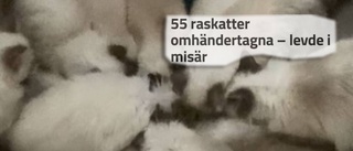 Över hundra katter levde i misär – nu kommer domen för ägarna