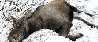 Myndighet efterlyser huvudlös älg