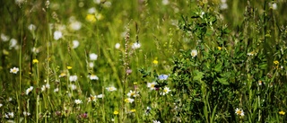 Låt gröna Boden blomma                         