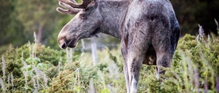 Svåra älgbetesskador ökar i Norrbotten