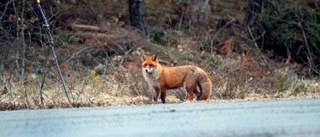 Många rävar skjuts av på Vikbolandet