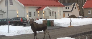 Älgar mitt i bostadsområde