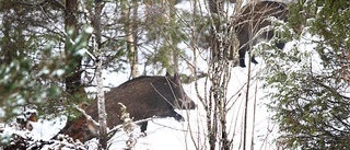 Här tränas hundar för vildsvinsjakt