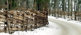 Urskog eller lunga?