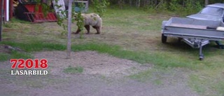 Nalle kom på besök på deras gård