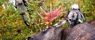 Rapporterna ligger på hög - nätet inget för jägarna