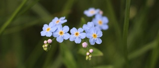 Blomma fem: Den glömmer man inte