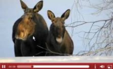 Webb-tv: Älgko och kalv i centrala Luleå