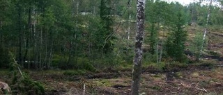 Få stormskador på skogen