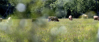 Se biologisk mångfald bortom mörka rubriker