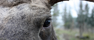 Tjuvskjuten älg slaktad bakom lada