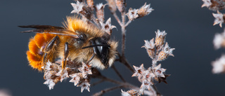 Du kan också hjälpa insekterna