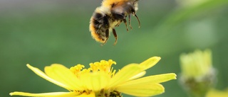 Länets pollinerare ska få hjälp i sommar