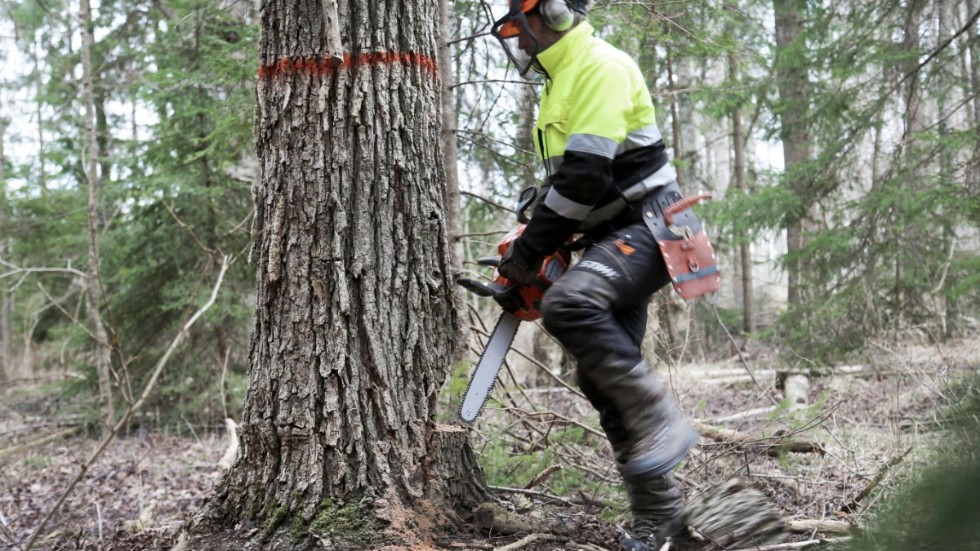 Om inte alla almar ska dö ut på Gotland krävs bättre bekämpning av almsjukan. Nu testar Skogsstyrelsen en ny teknik.